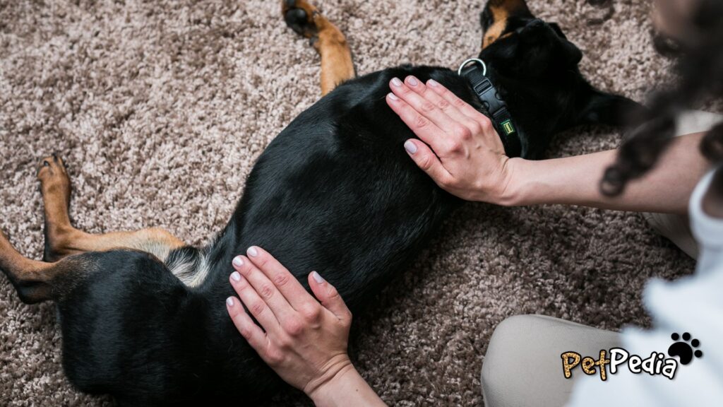 massagem em cão Como fazer massagem no seu cão? petpedia