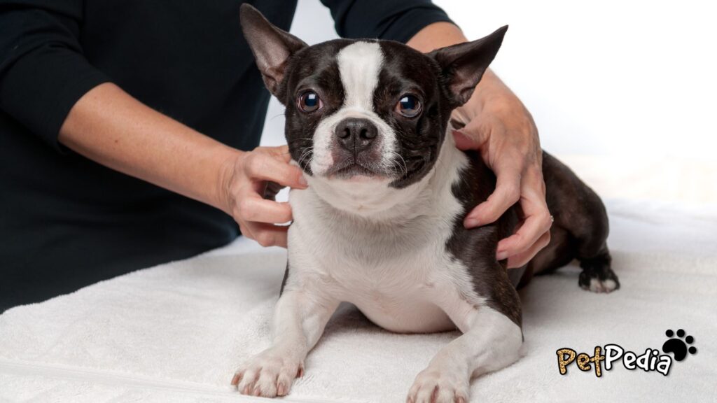 massagem em cachorro Como fazer massagem no seu cão?