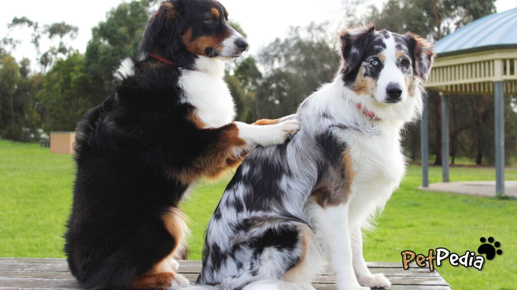 cão massageando cão Como fazer massagem no seu cão?