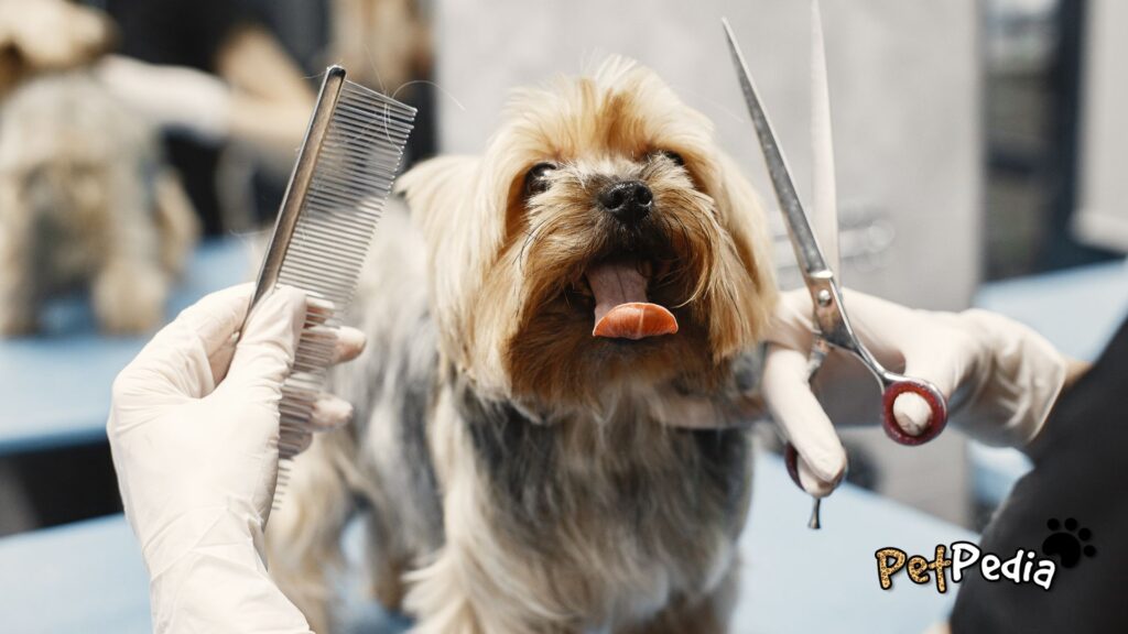 dog grooming