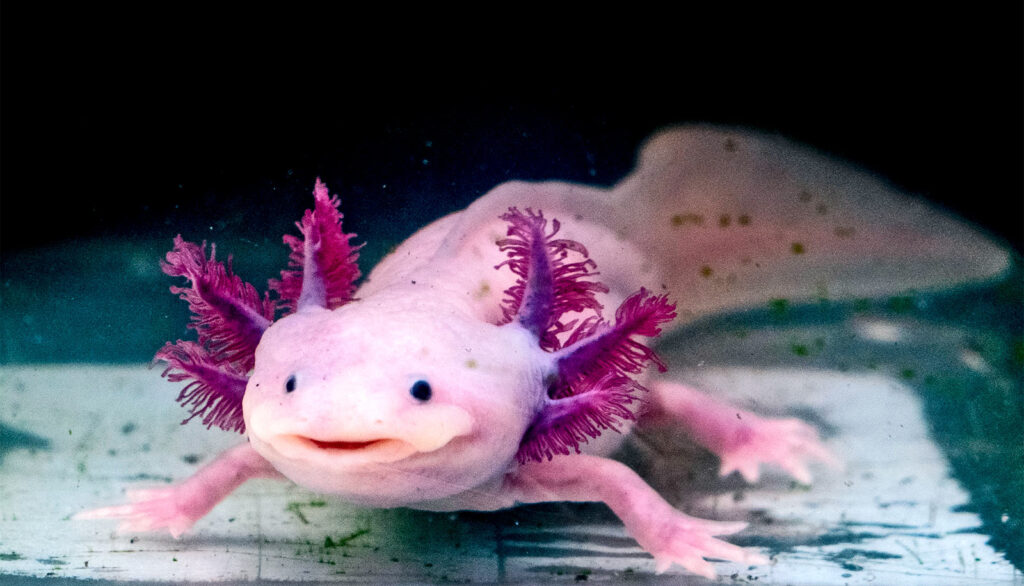 axolotl salamanders 1600
