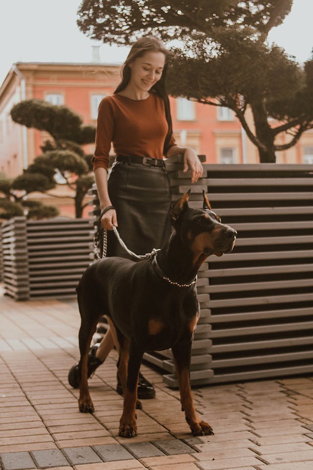 mulher passeando com cão da raça dobermann pinscher pela rua