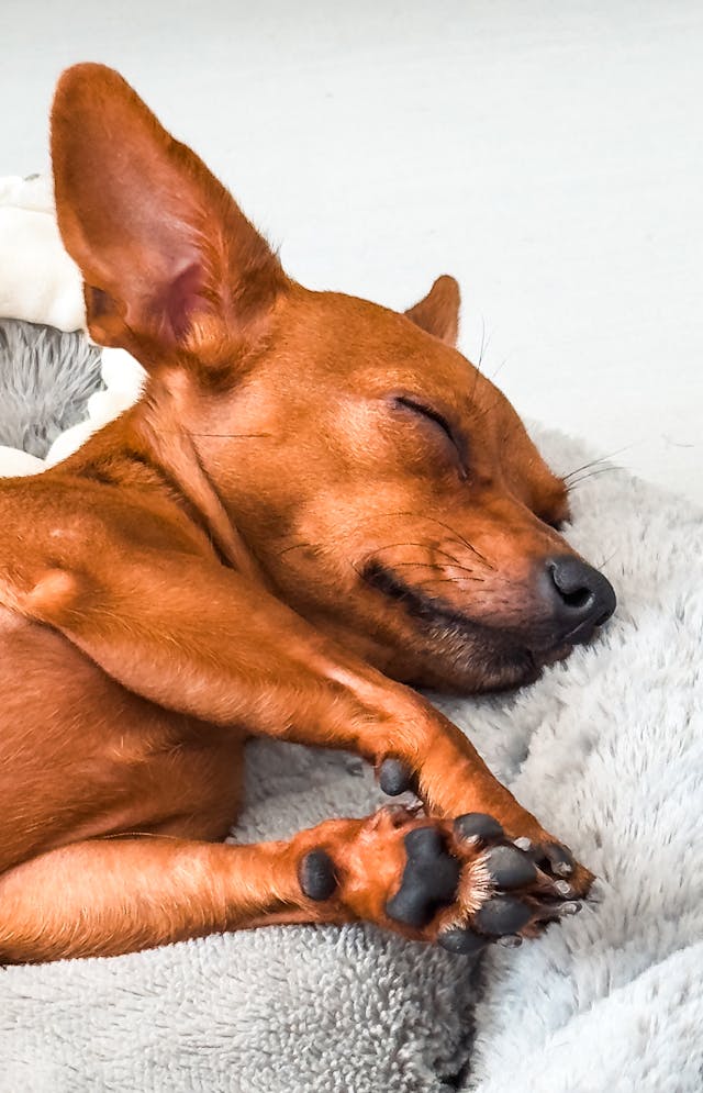 cachorro da raça pinscher dormindo na sua caminha