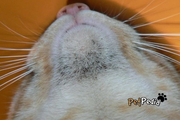 acne felina em gato