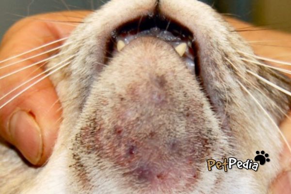 acne felina em gato infeccionada