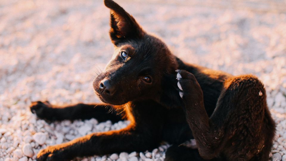 cachorro preto se cocando