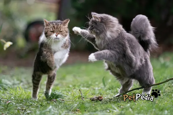 Como saber se meus gatos estao brincando ou brigando 3