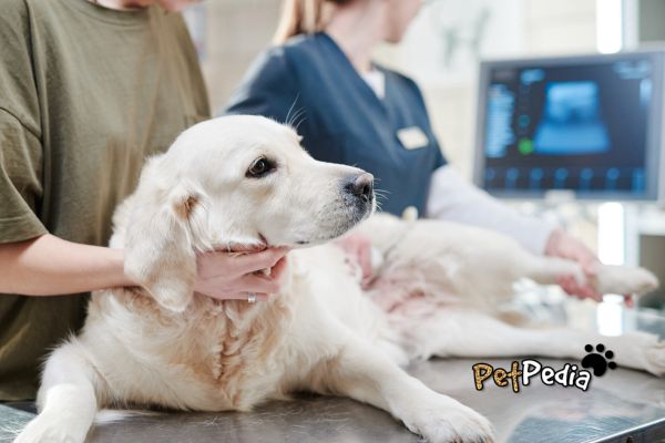 cachorro doente em uma consulta veterinária