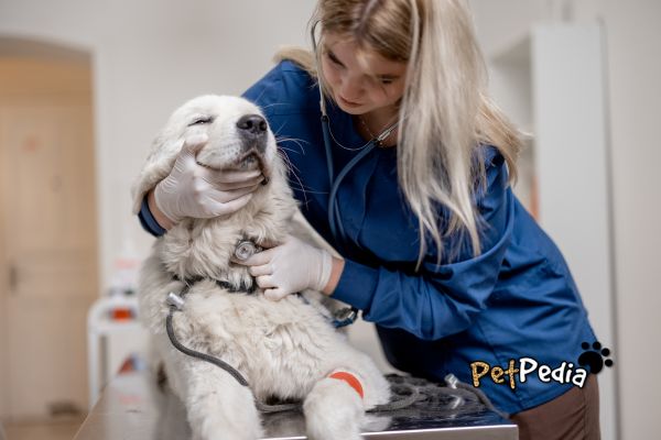 cachorro sendo examinado por uma médica veterinária